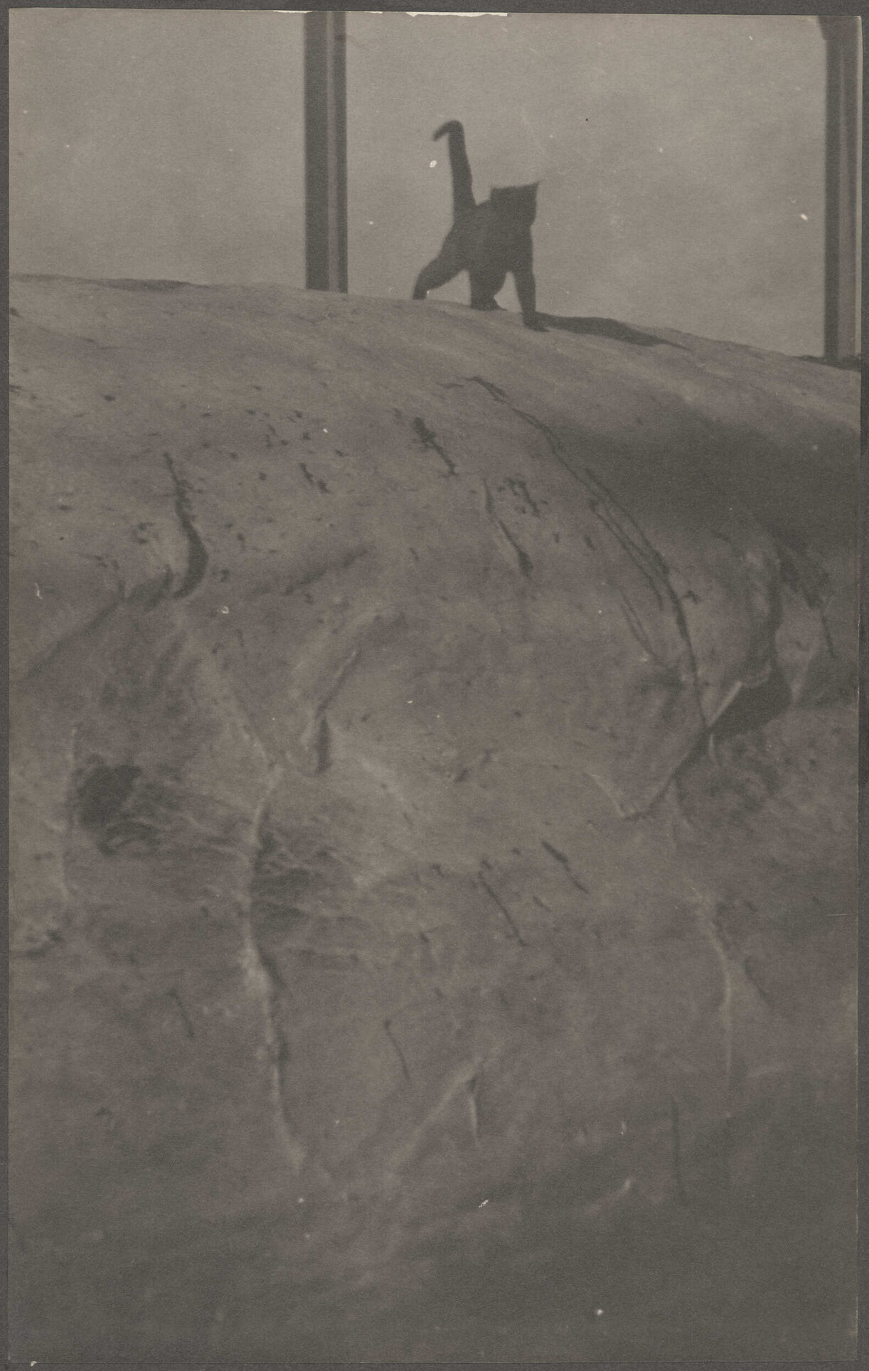 Cat on whale carcass