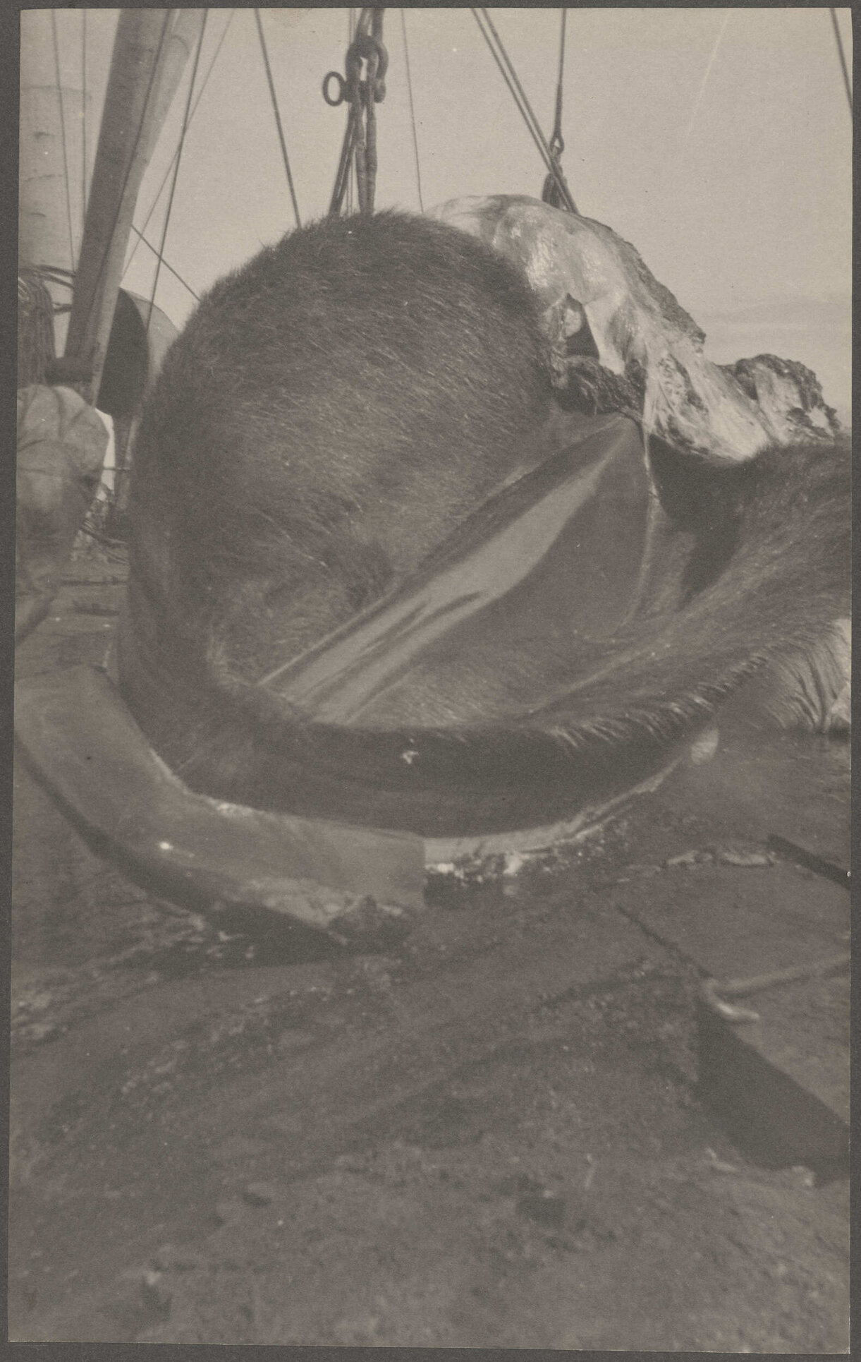 Partially processed whale carcass
