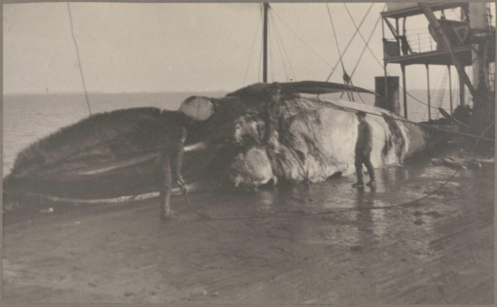 Partially processed whale carcass