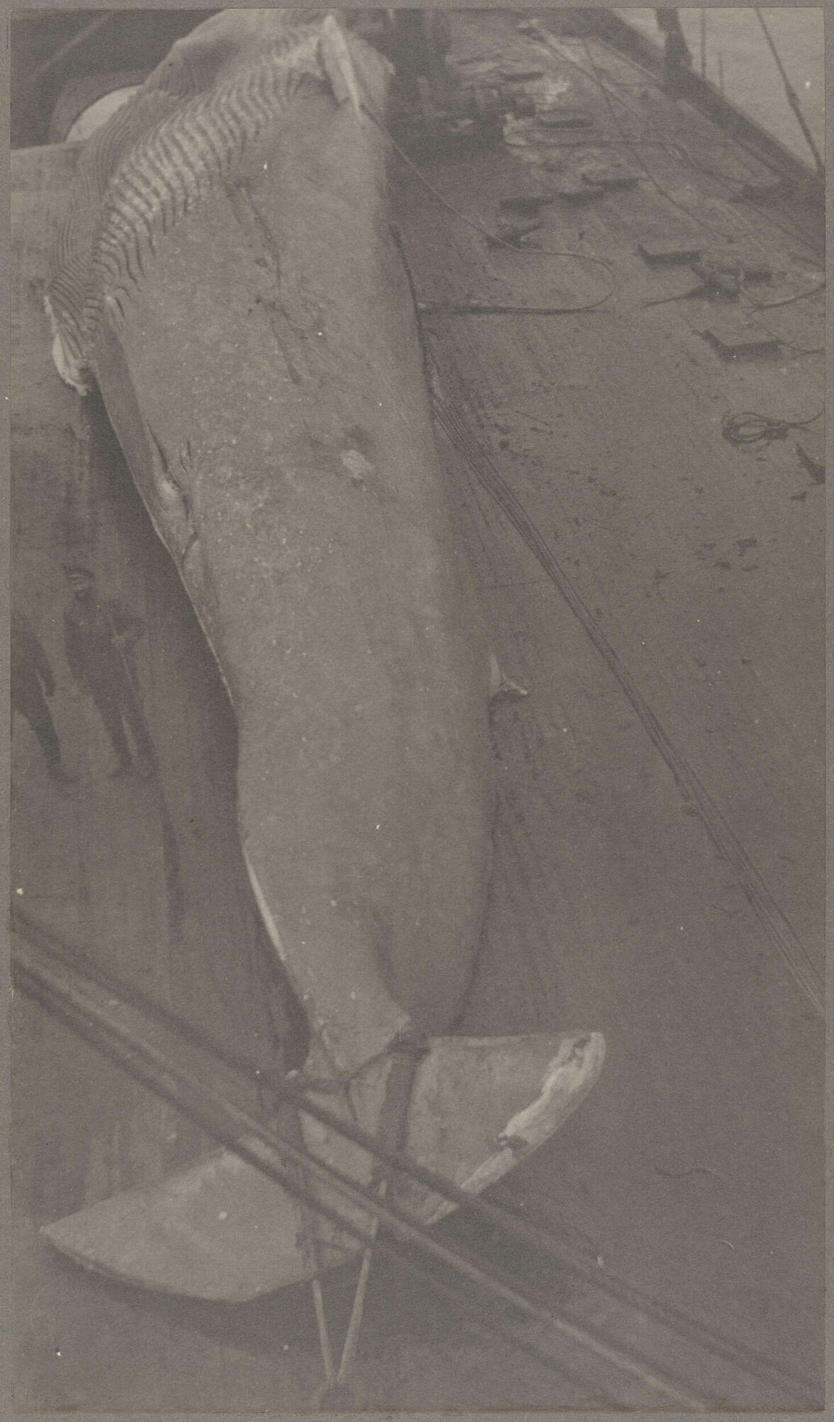 Whale carcass on deck
