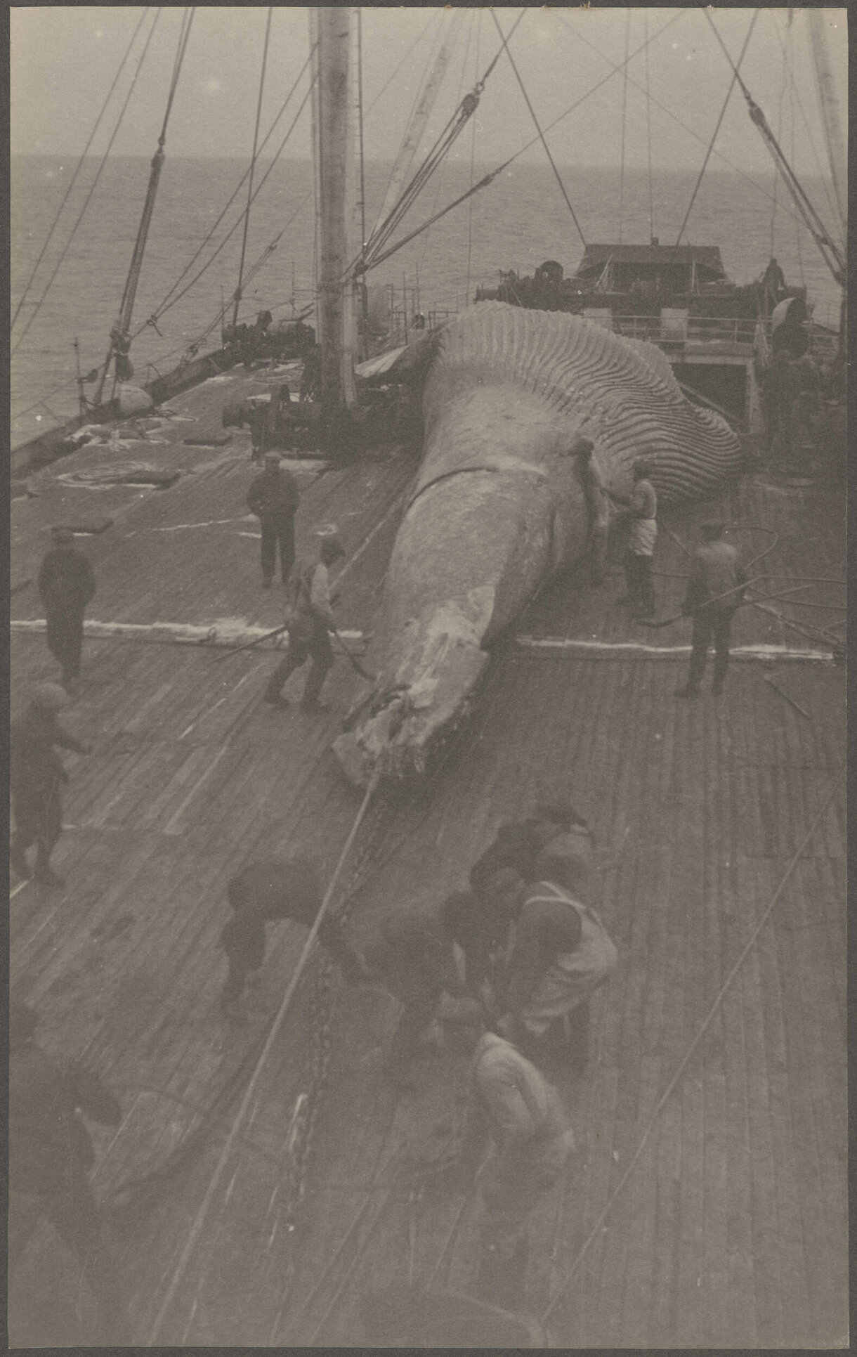 Whale carcass being winched on deck
