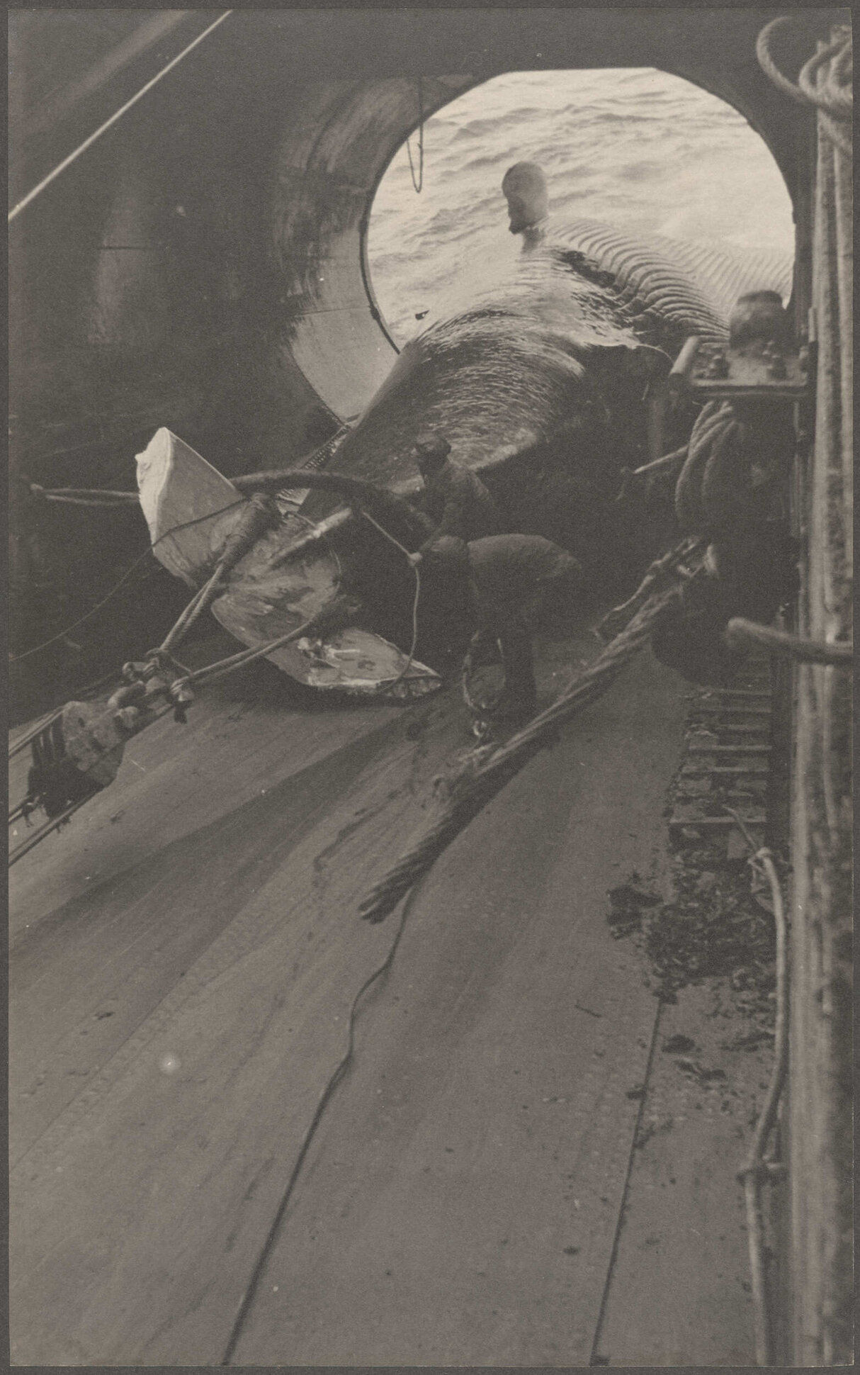 Whalers helping to hoist whale carcass on board ship