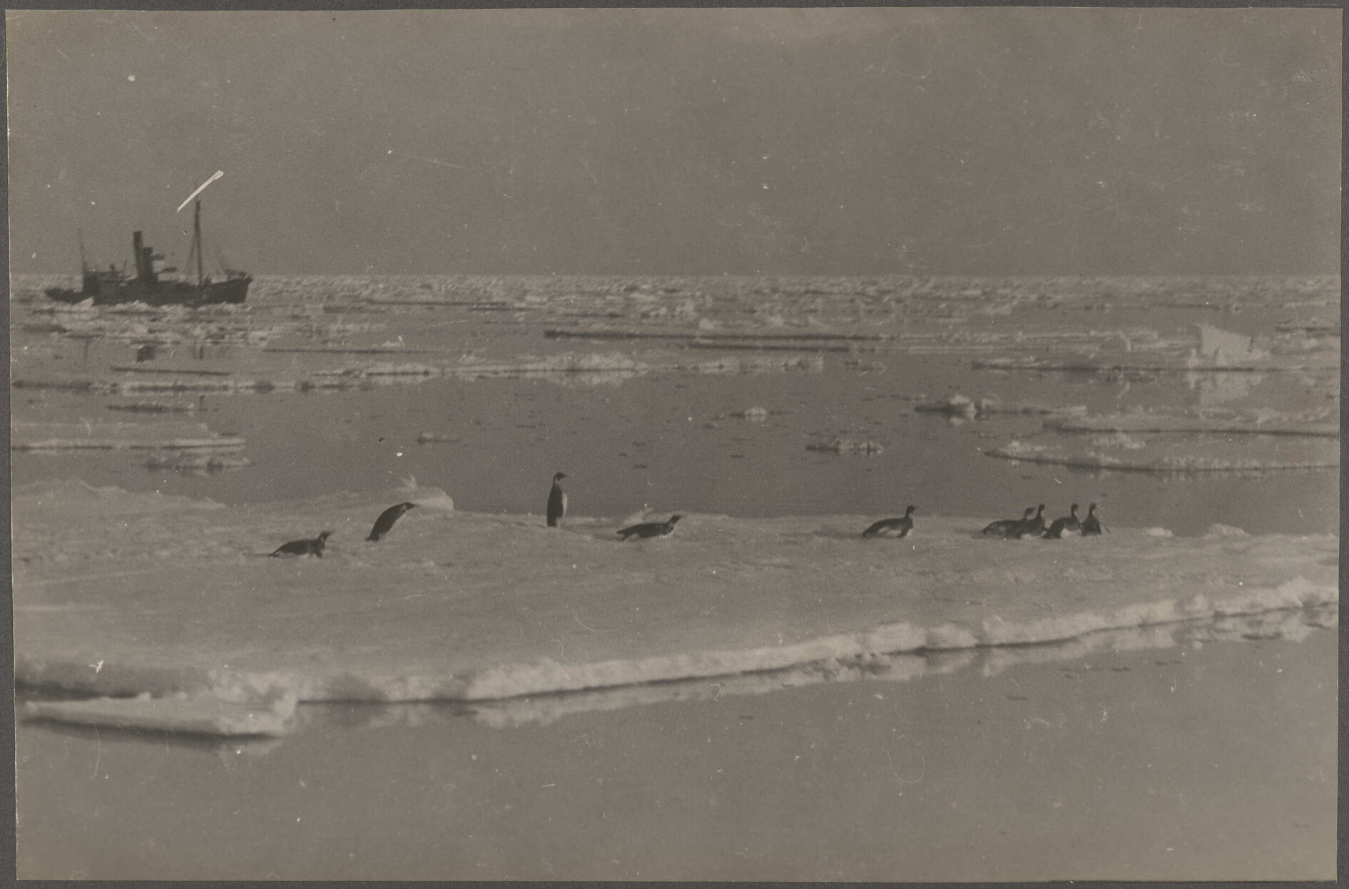 Emperor penguins on ice