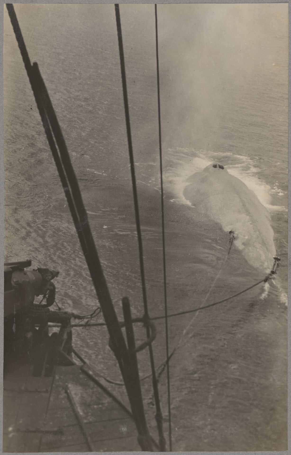 Harpooned whale towing whale-catcher