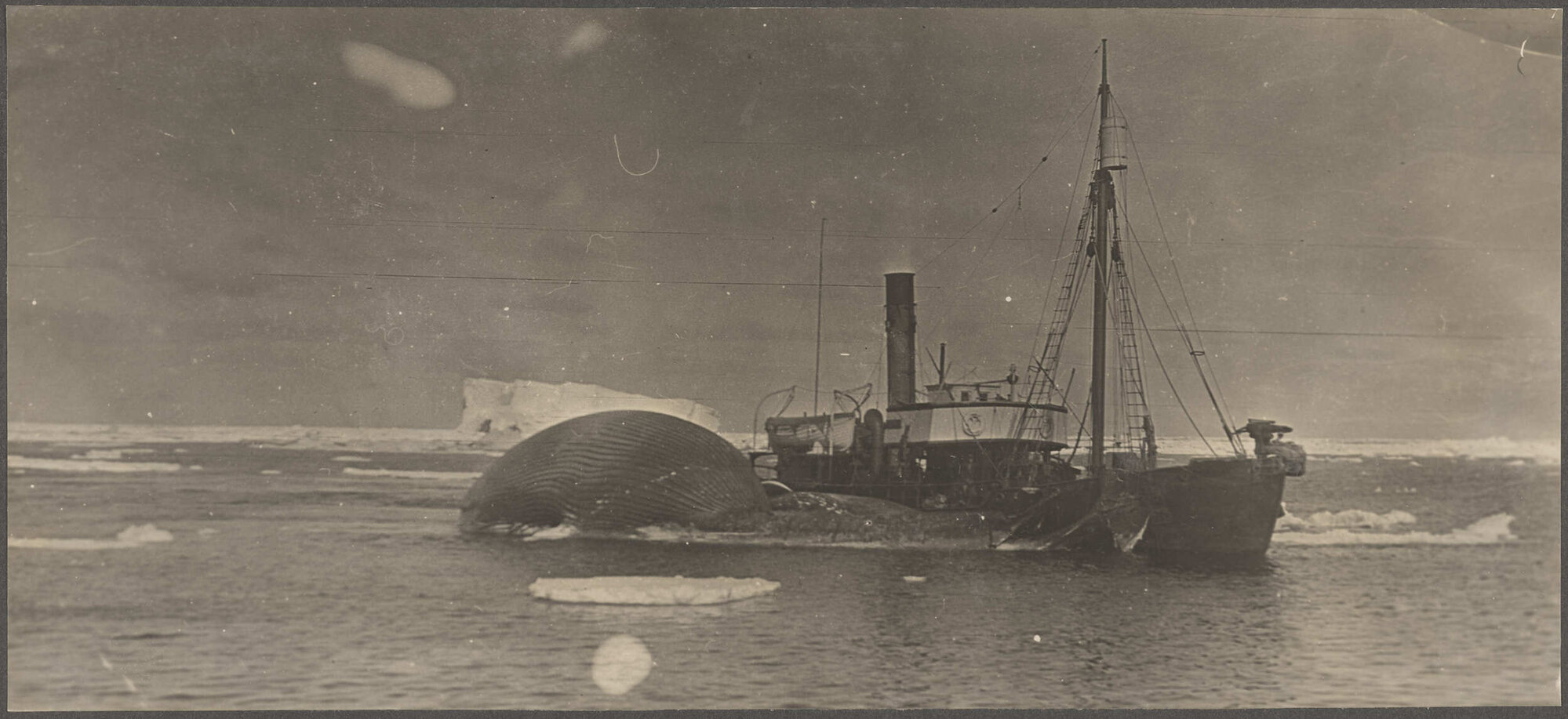Whale-catcher towing a whale carcass