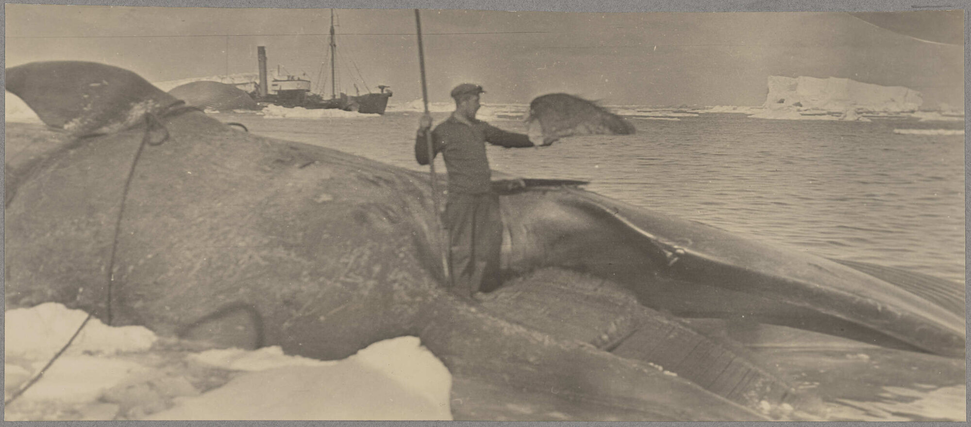 Rosshavet whaler standing atop a whale carcass