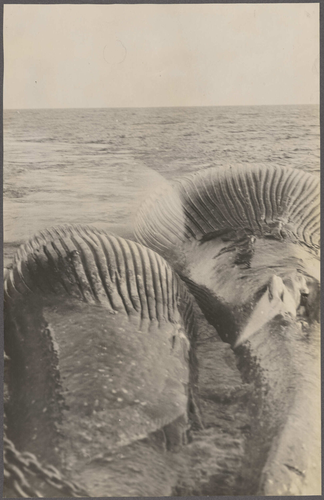 Two floating whale carcasses