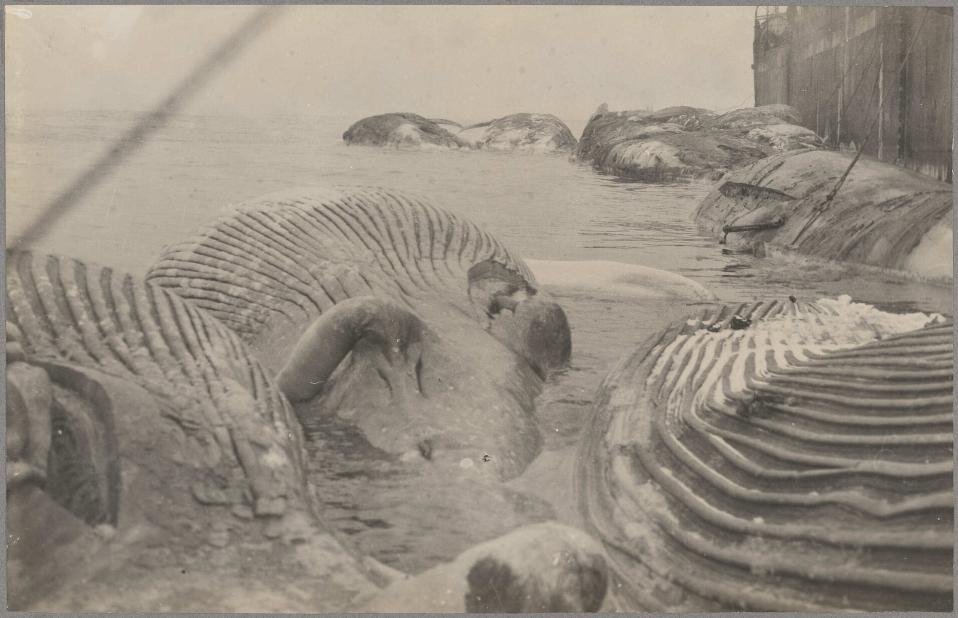 Several floating whale carcasses