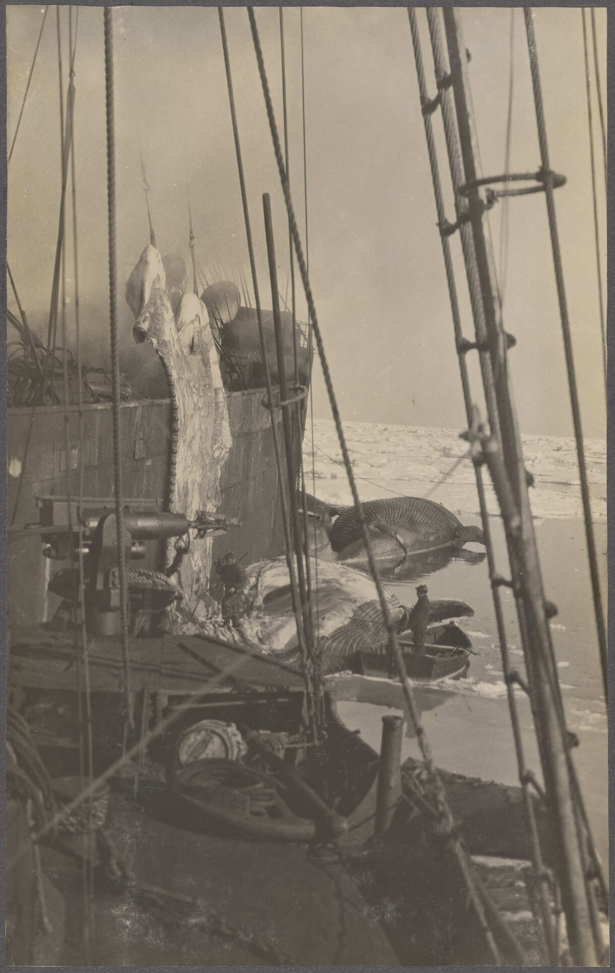 Whaling ships and whale carcasses