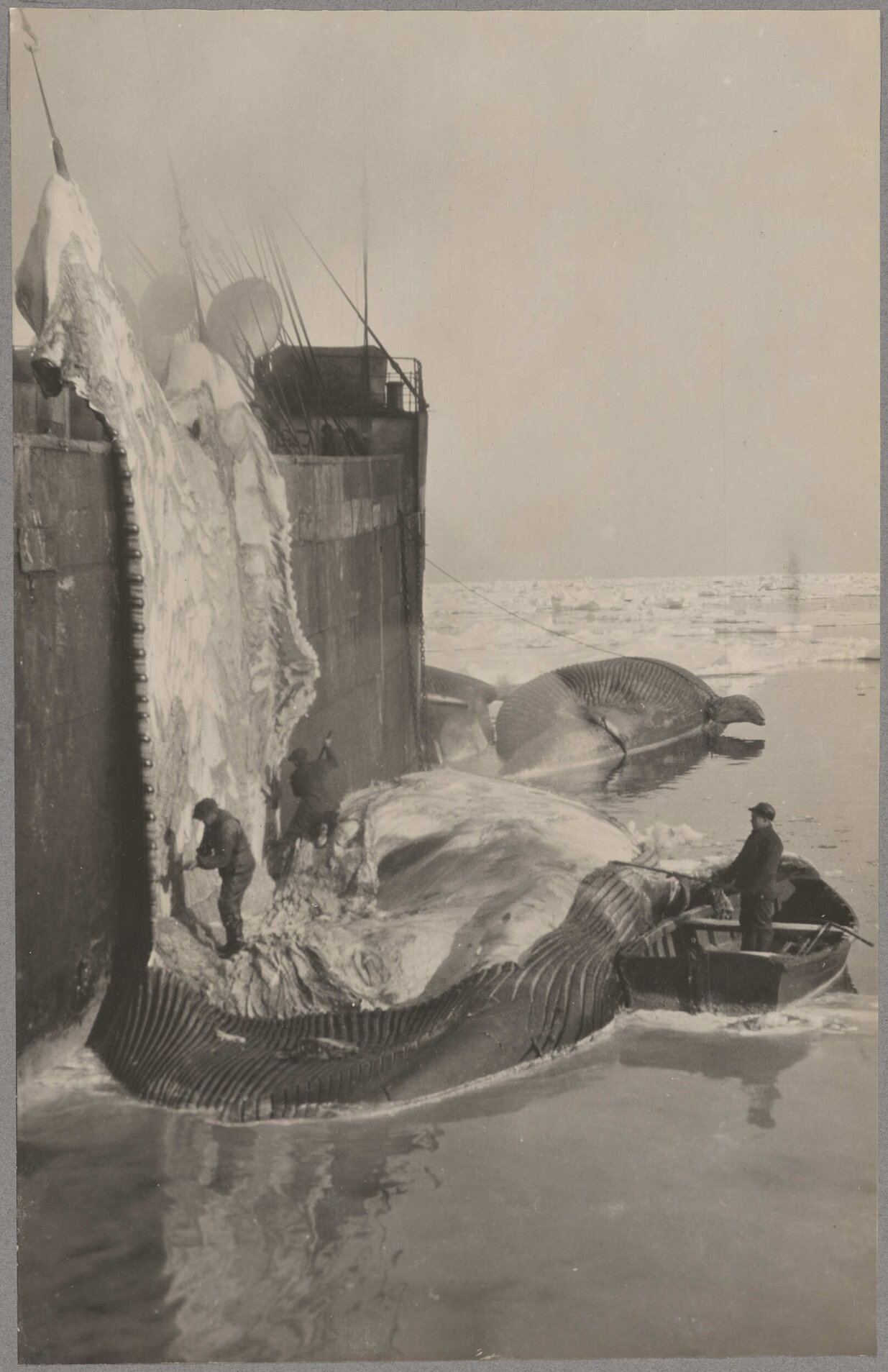 Flensers at work processing a whale carcass