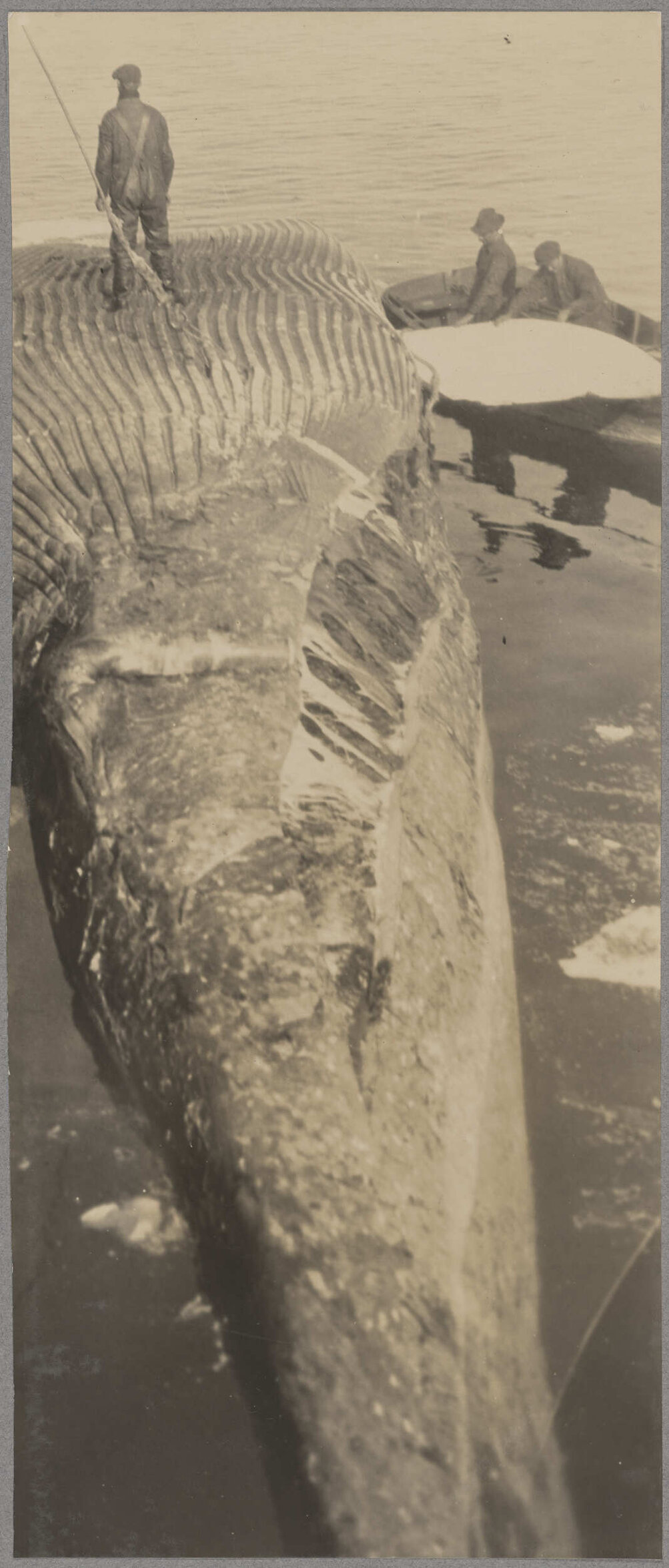 Three crew members beside a partiallyprocessed whale carcass