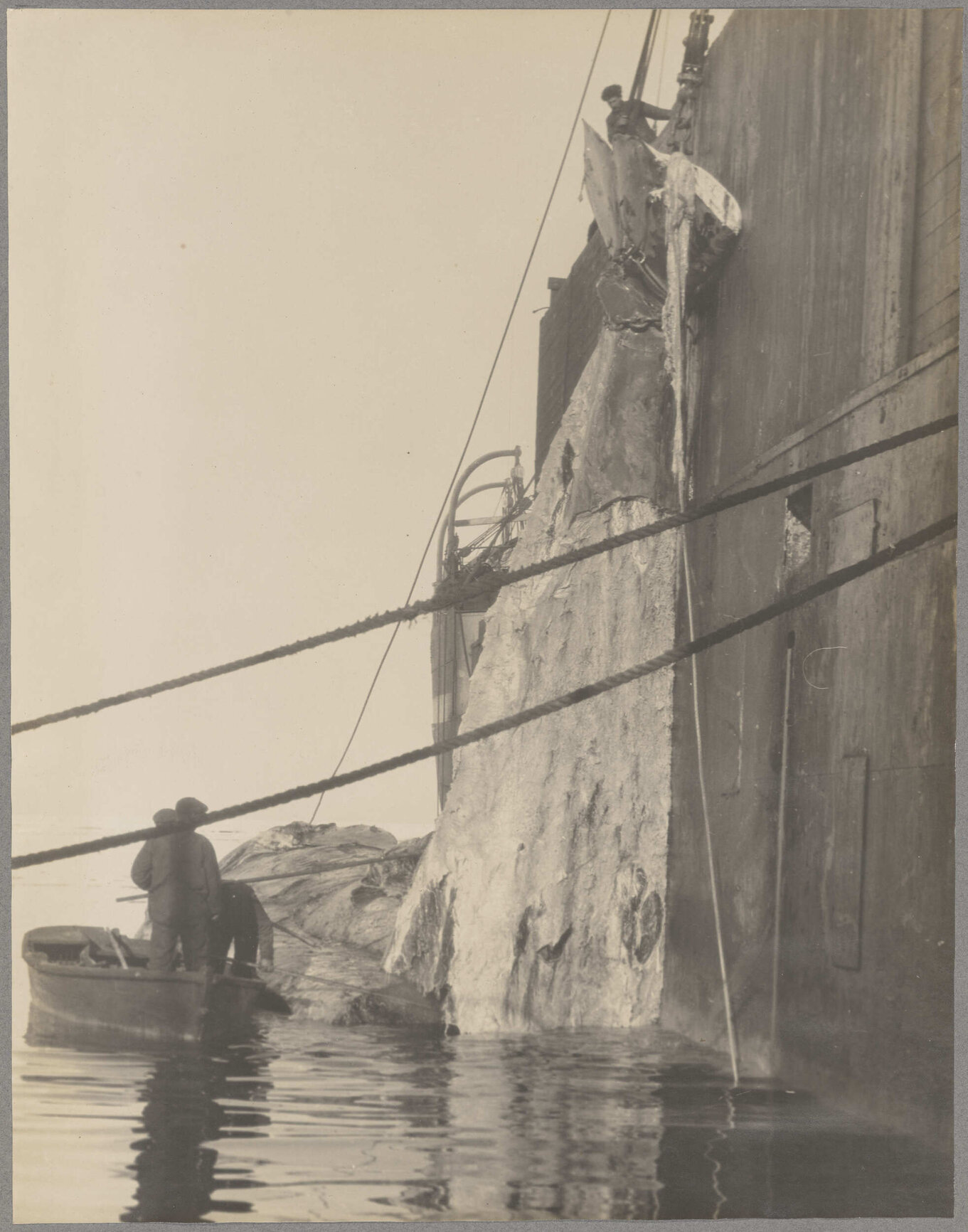 Whalers hoisting a partially processed carcass on board a ship