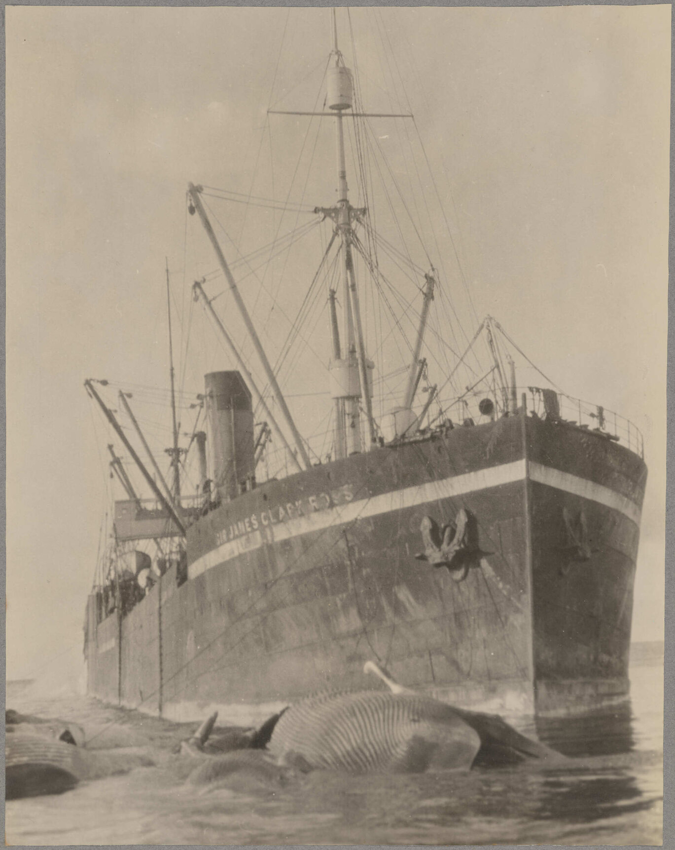 Sir James Clark Ross whaling ship and whale carcasses