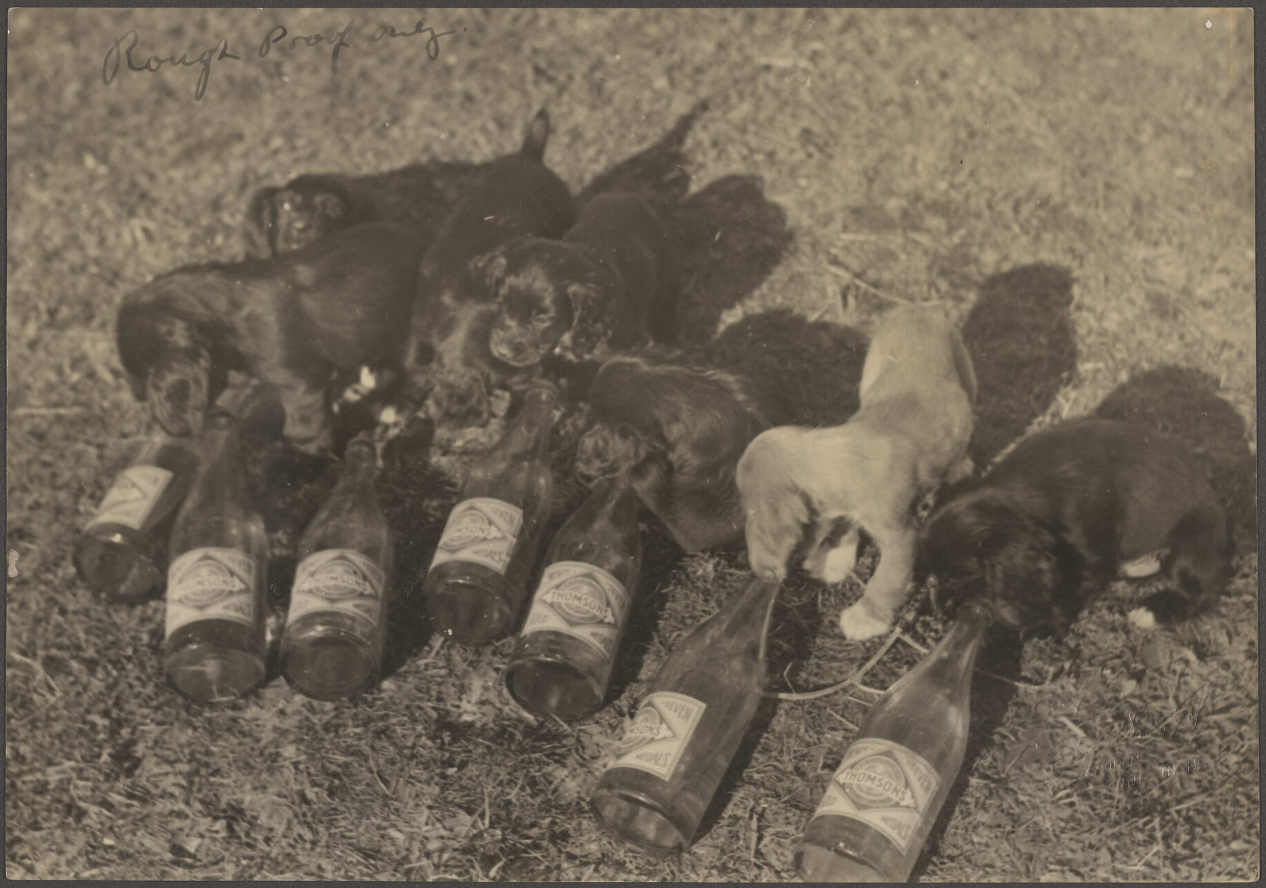 Puppies and Thomsons lemonade bottles