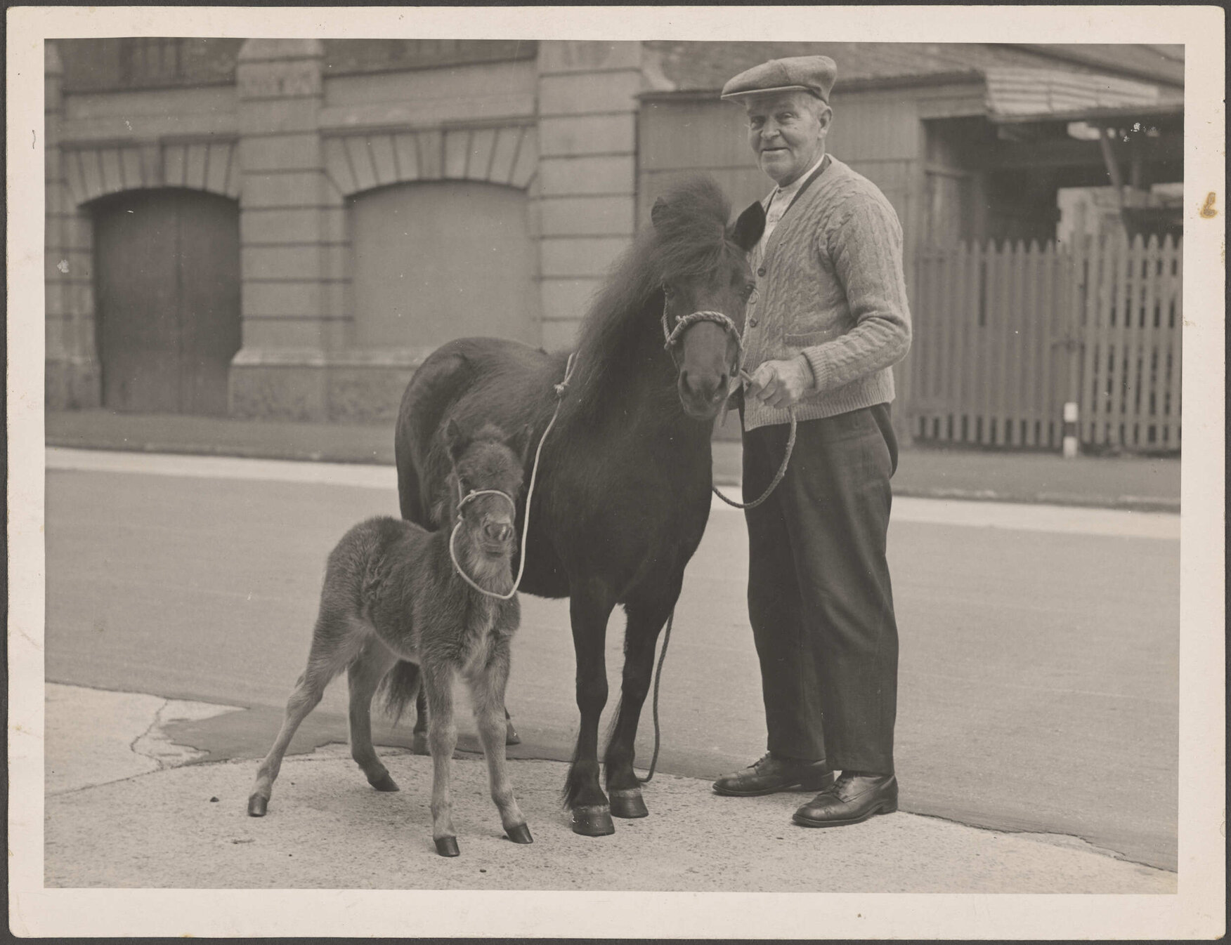 Man standing on street alongside a pony and a foal