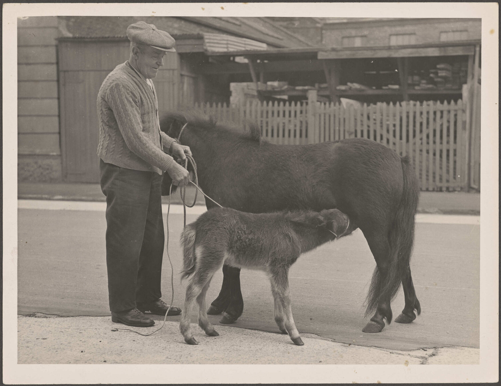 Man standing on street with a pony and a foal