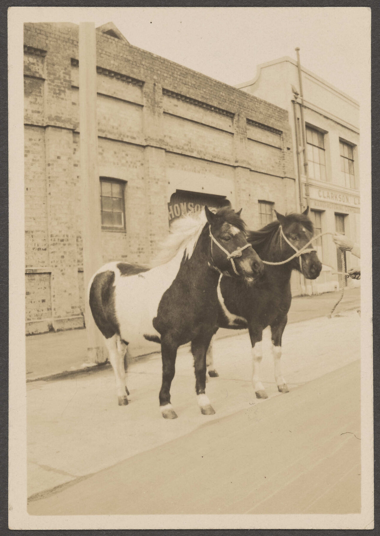 Two ponies outside Thomsons premises 