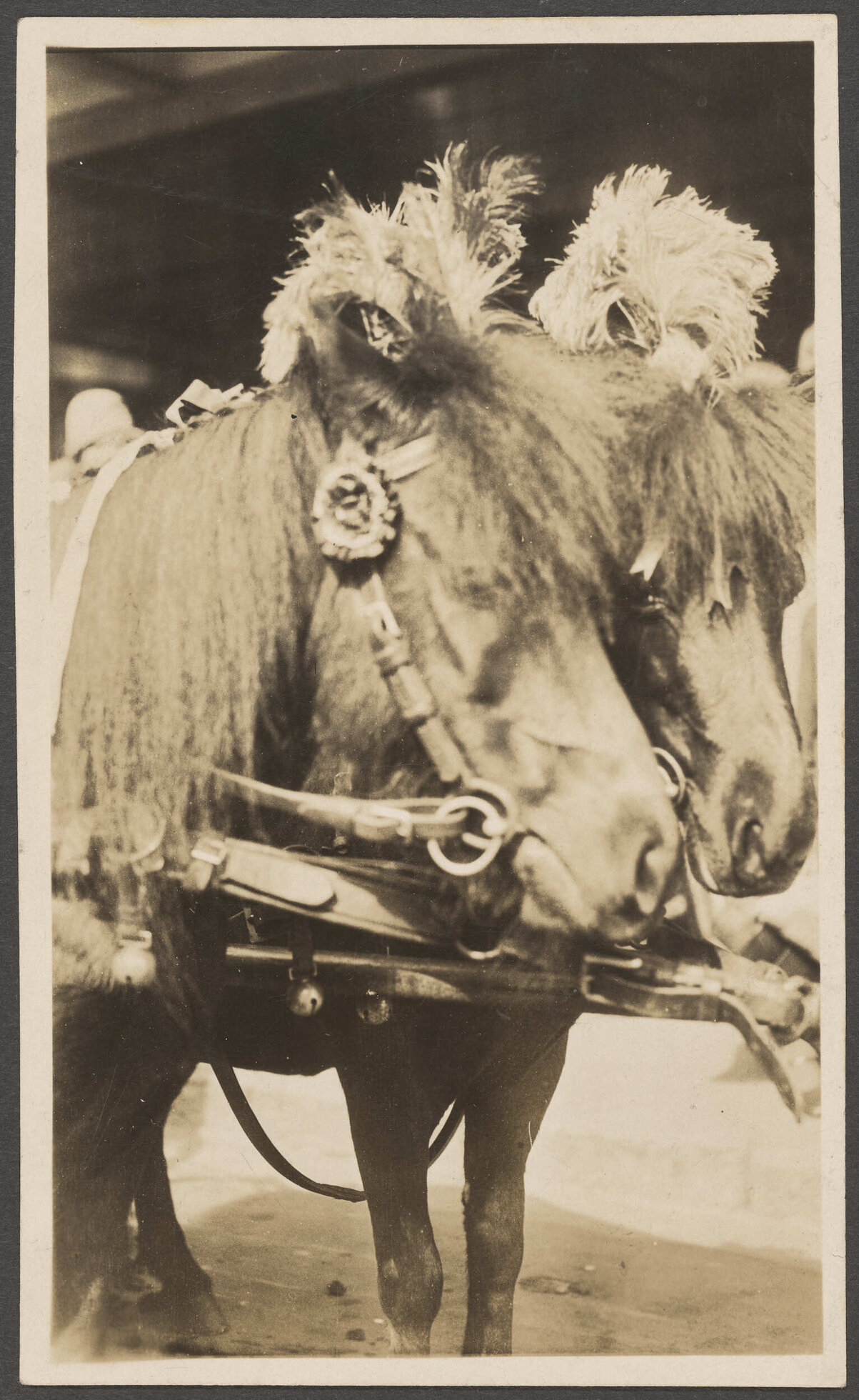 Two ponies