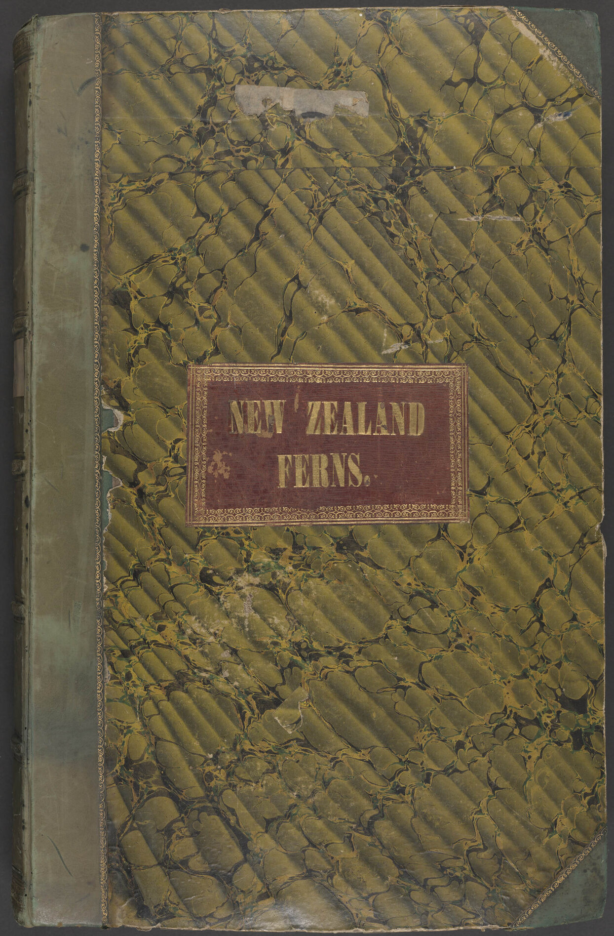 New Zealand Ferns