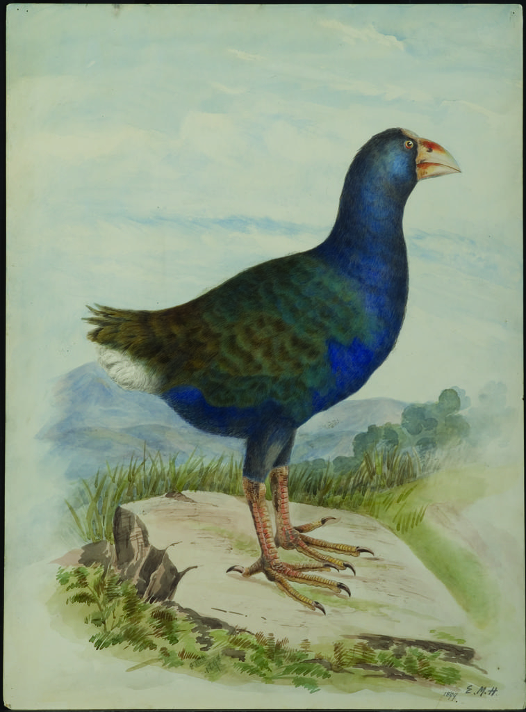 Notornis mantelli