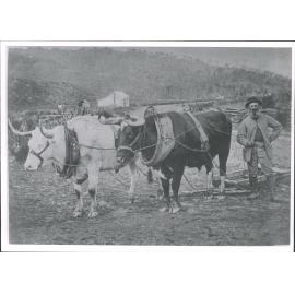 Woodlands'  John Dutton & his team Darky & Whitie