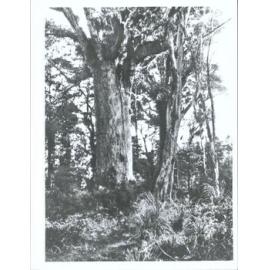 Tree Girth 45 feet, North Auckland