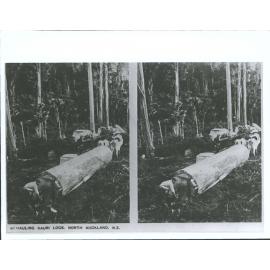 Hauling Logs Nth  Auckland