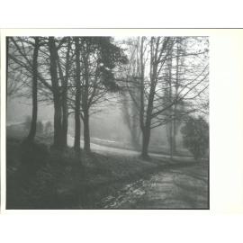 Winter Sunshine - Town Belt, Dunedin