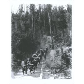 Omahuta "Hauling logs with bullock teams"