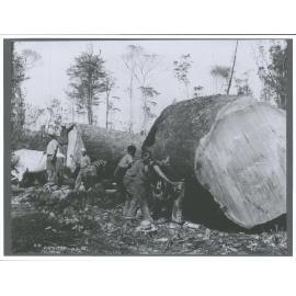Omahuta "Jacking, After the tree is crosscut into lengths each length is moved by means of screw jacks either to be handled by b