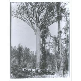 Omahuta "Typical bush Scenes"
