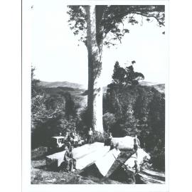 "Four flitches safely up on ridge where the truck can load them. The head log was 15ft in length, the flitches 42ft. The Kauri i