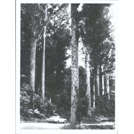 "A perfect grove of Kauri by the Waipaua Forest road."