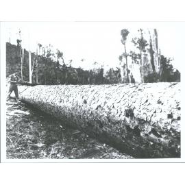 Kauri over 110ft long.