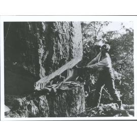 Tudor Collins scarfing a kauri, Kawaeranga