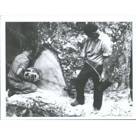 Frances Weck eases the weight of the tree on the blade of the chainsaw by driving a wedge in with a maul."