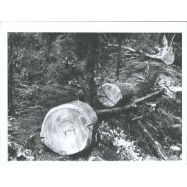 Dome Valley, Warkworth"Two big logs being hauled up by purchase blocks to the loading skids."