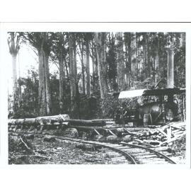 This is a wonderful stand of Kauri. Steam log hauler is being used to haul logs out of the bush. Great difficulty was experience
