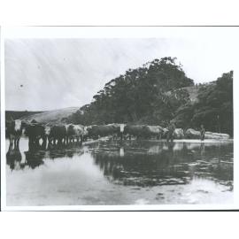 Bill Dennis with his team of bullocks.etc
