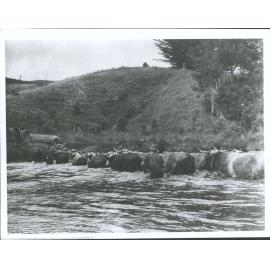 back for another log at Lagoon Bay, Takatu