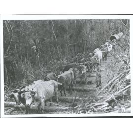 16 Bullocks haul two large logs on "cats" & skidded road