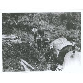 Bullocks breaking out a big log