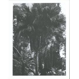 a unique tree in the Kauri bush. A nikau with 27 heads, still standing at Kaueranga, now in the Care of the NZ Foresty Dept. Sti