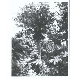 McKenzies bush between Coromandel and mercury Bay