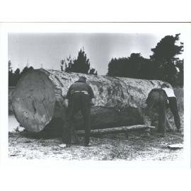 Timber jack rolling a kauri log into the Matakana River