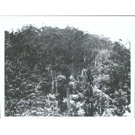 Great Barrier Island, about 1926