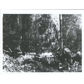 36 ft Girth  First from Left; Undentified, Jack Lopes, George Reeves, Right, Reg Collins, Jack Duzenich (concealed) and Reg Tayl