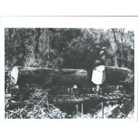 "Tramming Kauri logs in Mercury Bay, out of the No Gum Camp  Bush. These flawless logs were trammed 3 miles & then rolled into t