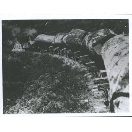 Kauri logs after being felled