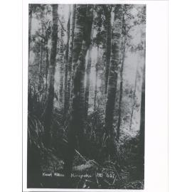 Kiripaka 'Kauri Rikas'